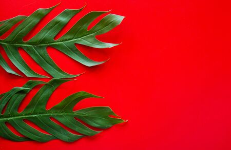 Flat lay of Green tropical Monstera leaf on background with copy spaceの写真素材