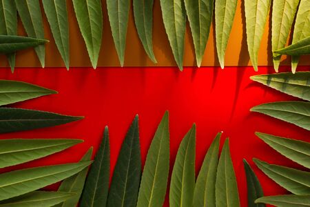 Forest treeline made of green leaves on red background. Minimal nature concept. Flat lay.の写真素材