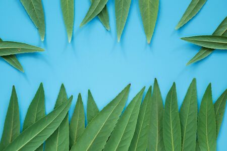 Forest treeline made of green leaves on blue background. Minimal nature concept. Flat lay.の写真素材