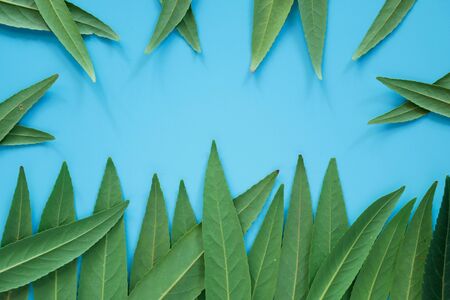 Forest treeline made of green leaves on blue background. Minimal nature concept. Flat lay.の写真素材