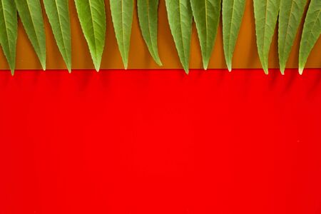 Forest treeline made of green leaves on red background. Minimal nature concept. Flat lay.の写真素材