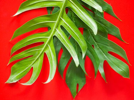 Flat lay of Green tropical Monstera leaf for background with copy spaceの写真素材