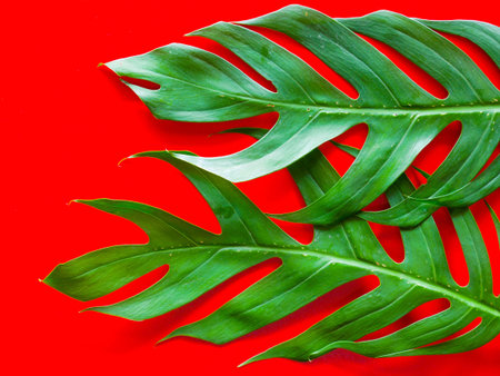 Flat lay of Green tropical Monstera leaf for background with copy spaceの写真素材