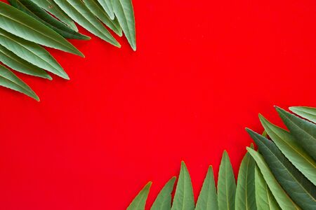 Forest treeline made of green leaves on red background. Minimal nature concept. Flat lay.の写真素材