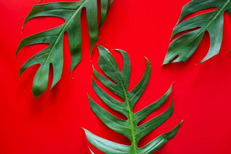 Flat lay of Green tropical Monstera leaf for background with copy spaceの写真素材
