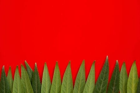 Forest treeline made of green leaves on red background. Minimal nature concept. Flat lay.の写真素材