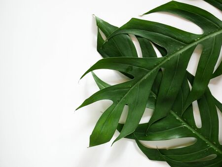 Flat lay of Green tropical Monstera leaf white background with copy spaceの写真素材
