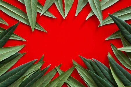 Forest treeline made of green leaves on red background. Minimal nature concept. Flat lay.の写真素材