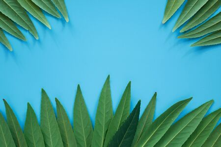 Forest treeline made of green leaves on blue background. Minimal nature concept. Flat lay.の写真素材