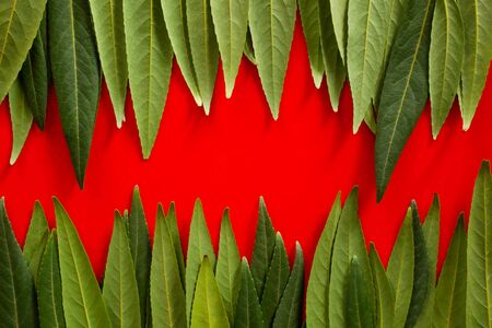 Forest treeline made of green leaves on red background. Minimal nature concept. Flat lay.の写真素材