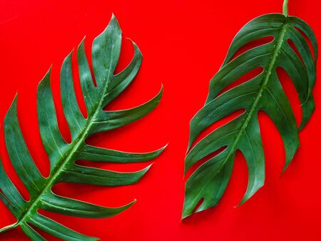 Forest treeline made of green leaves on red background. Minimal nature concept. Flat lay.の写真素材