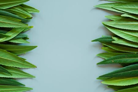 Forest treeline made of green leaves on bright background. Minimal nature concept. Flat lay.の写真素材