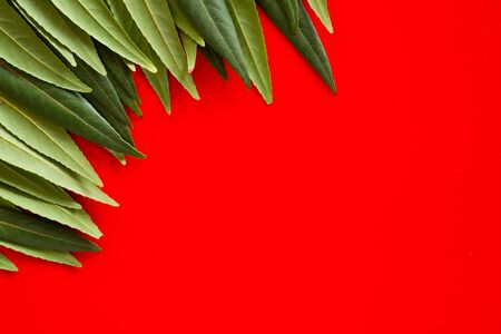 Forest treeline made of green leaves on bright background. Minimal nature concept. Flat lay.の写真素材