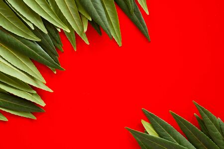 Forest treeline made of green leaves on bright background. Minimal nature concept. Flat lay.の写真素材