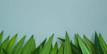 Forest treeline made of green leaves on bright background. Minimal nature concept. Flat lay.の写真素材