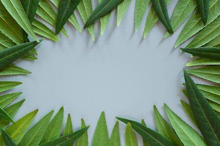 Forest treeline made of green leaves on bright background. Minimal nature concept. Flat lay.の写真素材