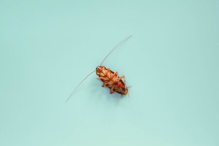 cockroach on blue background.の写真素材