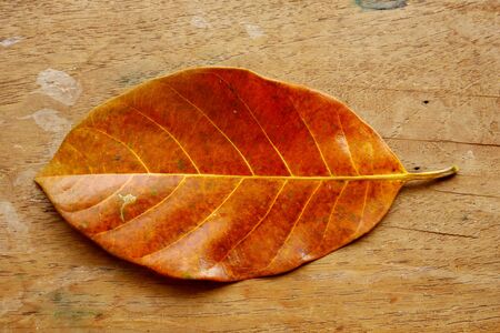 closeup brown leaf, dried leafの写真素材