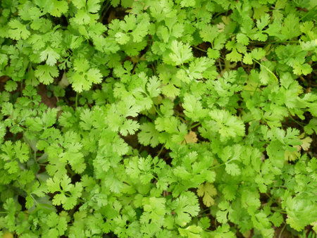 organic fresh coriander cilantro herb sprouts. fresh coriander leaves vegetable farm