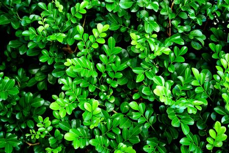 green leaf nature background, organic green leaves outdoor summer nightの写真素材