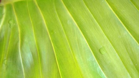 green leaves background, big palm leaf textureの写真素材