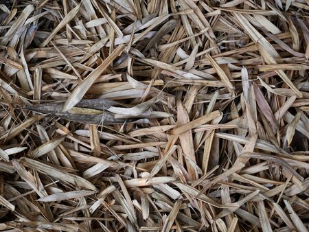 dried brown leaves outdoor nature. brown leaf backgroundの写真素材