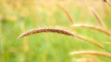 Poaceae grass flowers field. yellow grass in nature landscape of winter meadow of Asian, selection focus some point in image.の写真素材