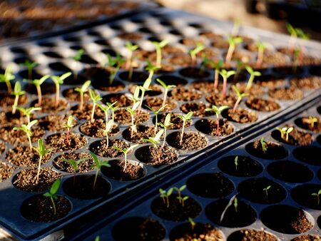 close up of green seedling. organic salad growing form seed. young plantの写真素材