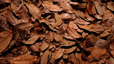 dried brown leaves outdoor nature. brown leaf backgroundの写真素材