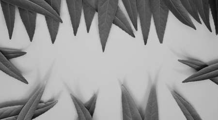 Forest treeline made of green leaves for bright background. Minimal nature concept flat layの写真素材