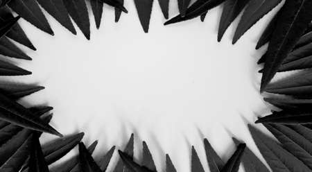 Forest treeline made of green leaves for bright background. leaf plant backgroundの写真素材