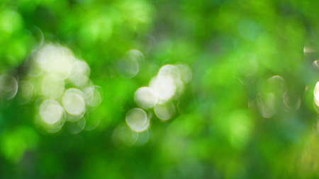 Green light nature , Bokeh for backgroundの写真素材