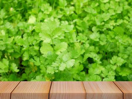 green leaf and wood board blur background for product displayの写真素材