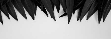 green leaf background, leaves isolated blue backgroundの写真素材