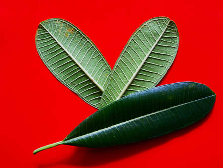 plumeria  leaf on red background. Minimal nature concept flat layの写真素材