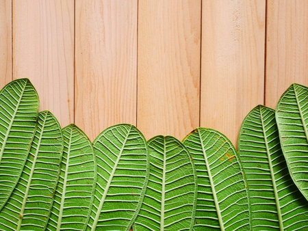 leaf for background. Minimal nature concept flat lay