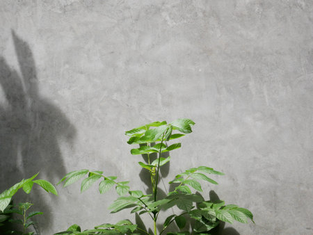 concrete wall background, texture of cement gray