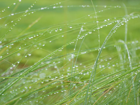 green grass fieldâ€‹ and water drop natureâ€‹ backgroundâ€‹