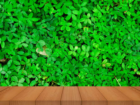 green leaves on wooden backgroundの写真素材