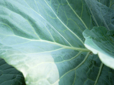 closeup green cabbage organic farm in Asian