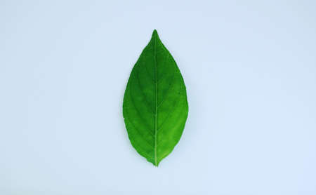 green leaf on white backgroundの写真素材