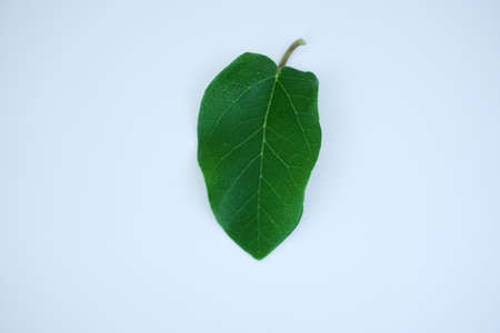 green leaf on white backgroundの写真素材