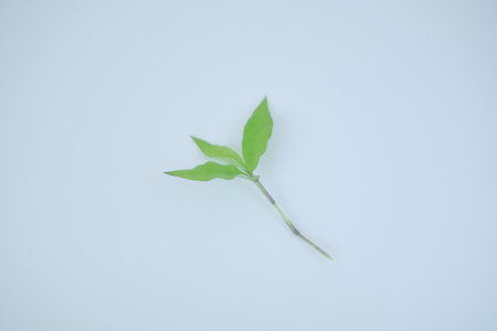 green leaf on white backgroundの写真素材