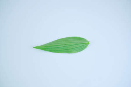 green leaf on white backgroundの写真素材