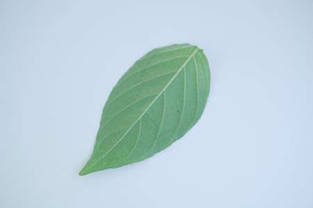 green leaf on white backgroundの写真素材