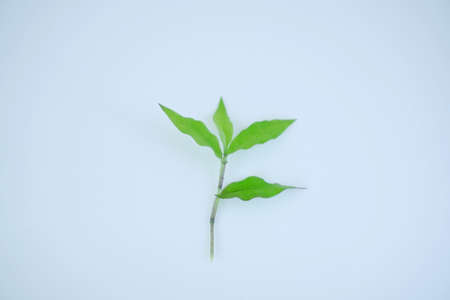 green leaf on white backgroundの写真素材