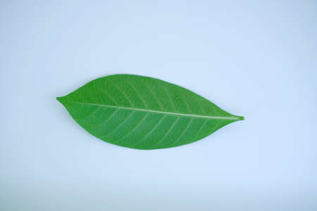 green leaf on white backgroundの写真素材