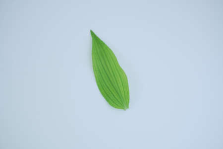 green leaf on white backgroundの写真素材