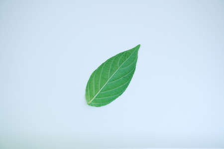 green leaf on white backgroundの写真素材