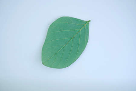 green leaf on white backgroundの写真素材